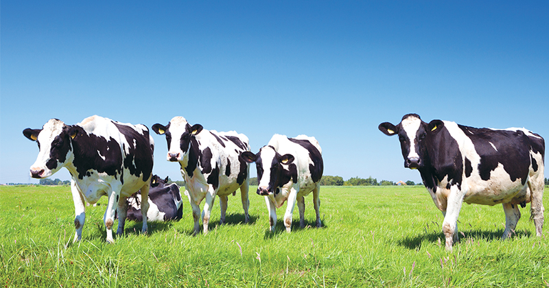 Portable electric fence enclosure for cattle farm