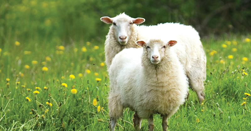 Temporary electric fencing for sheep farm strip grazing