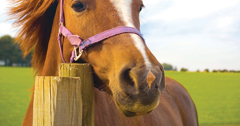 Solar powered electric fence secures family horse paddock