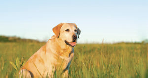 dog electric fence