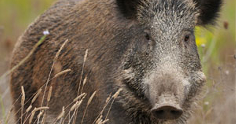 Stop wild boars in their tracks