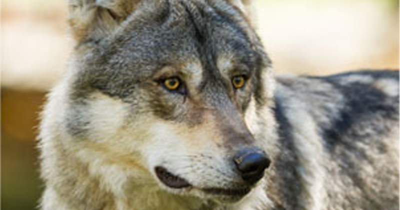 Robust solution ensures safety of communities and farmland from wolves